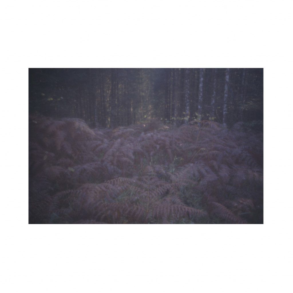 Bojan Salaj: Kočevski rog Woods, from the series Interiors III, 2008.