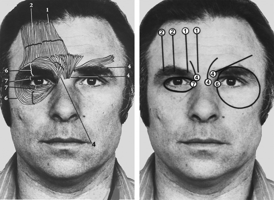 Fig. 7: Paul Ekman, et al., Facial Action Coding System (FACS), 2002.