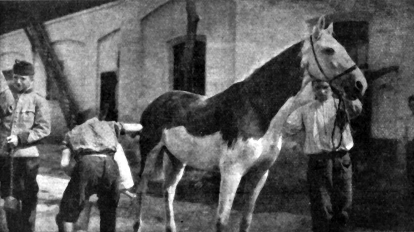 Fig. 2. Soldiers painting a white horse. (Ilustrirani glasnik 1915, no. 8, 92)