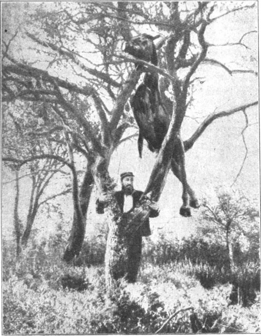 Fig. 4. An unusual grenade effect. (Ilustrirani glasnik 1914, no. 52, 588)