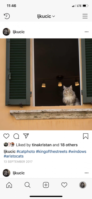 Lenart J. Kučić: Animal Internets.