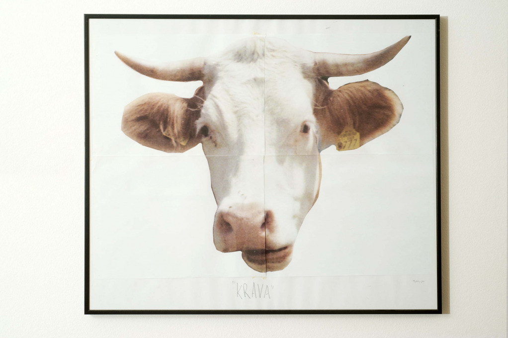 Bojan Mijatović: Cow Experiment, 2014. Courtesy of the author.