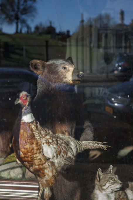 Located next to a cemetery, John Youngaitis’s taxidermy establishment is the only one in NYC.