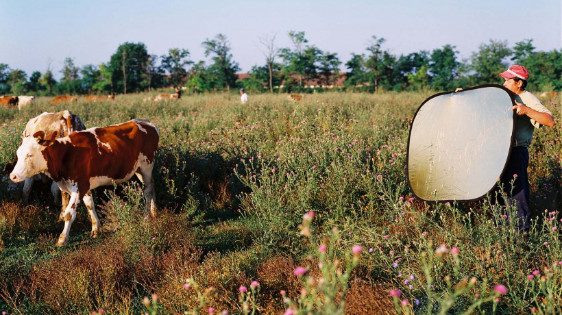 Aleksandrija Ajduković: Glossy Cows, 2002–2004. Courtesy of the author.