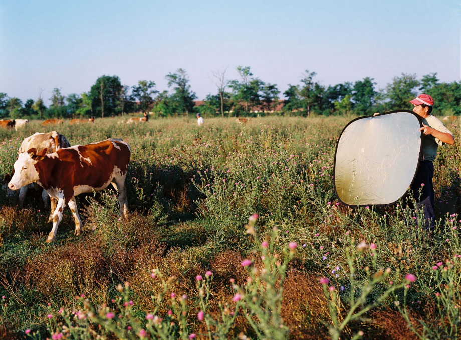 Aleksandrija Ajduković: Glossy Cows, 2002–2004. Courtesy of the author.