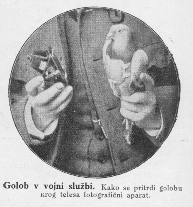 A pigeon in the service of war. (Ilustrirani glasnik 1914, no. 8, 90)