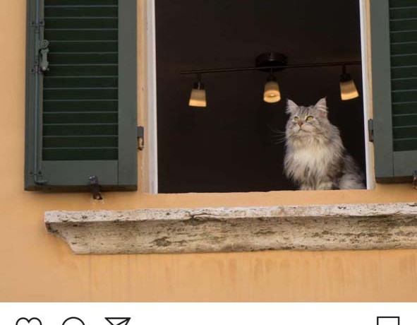 Lenart Kučić: Animal Internets.