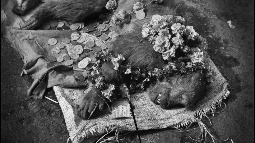 Michael Ackerman: Dead Monkey, Varanasi, 1994. Courtesy of the author.
