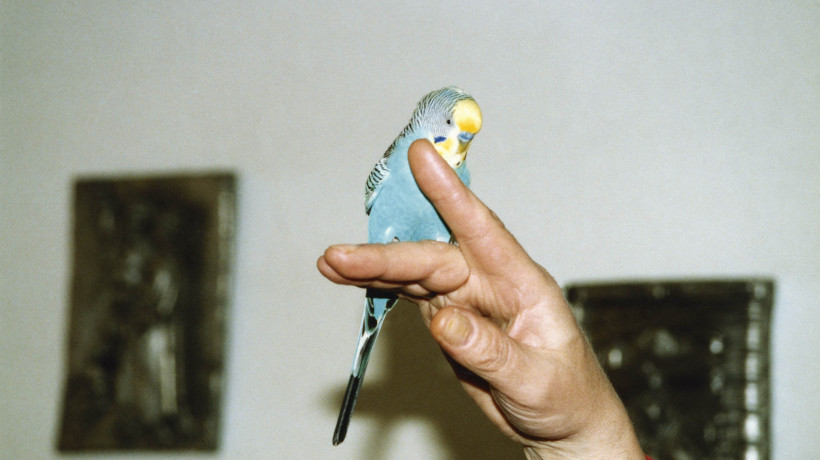 Dagmar Kolatschny: Fauna.