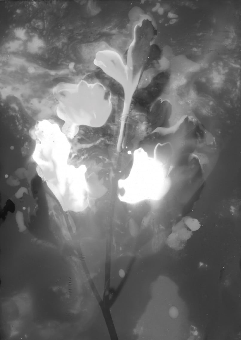 Amandine Freyd, The Laboratory of the Sun:
The Black Flames.