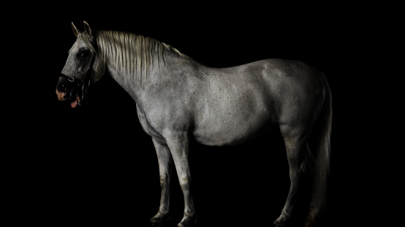 Jasmina Cibic, Lipizzaner 085 Favory Canissa - Naepolitano Thaisa XL, C-type print, 100 cm x 80 cm, 2020.